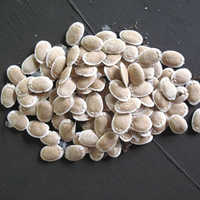 Sponge gourd seeds