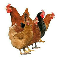 Vanaraja chicks