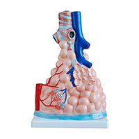 Pulmonary alveolar model