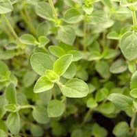 Oregano leaves