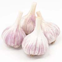 Garlic Bulbs