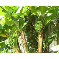 Banana tissue culture plants