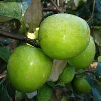 Apple ber
