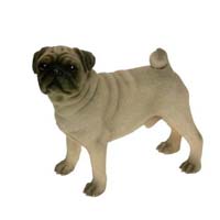 Pug dog