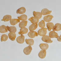 Capsicum seeds