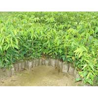 अगरवुड का पौधा