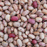 सूखी खाद्य फलियाँ
