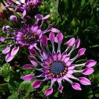 Exotic Flowers