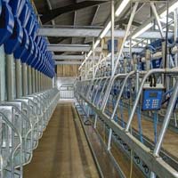 Herringbone milking parlour