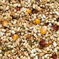 Pigeon Feed