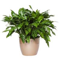 Aglaonema Plant