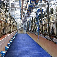 Milking parlour