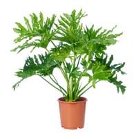 Philodendron plant