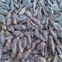 Terminalia chebula