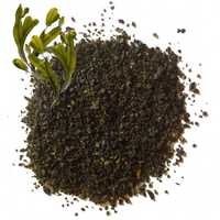 Seaweed Meal