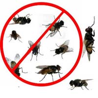 Fly control services