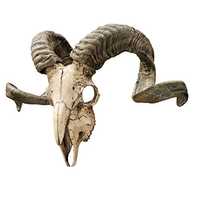 Animal horns