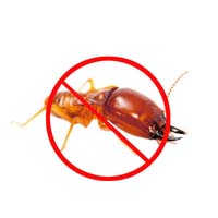 Termite pest control services