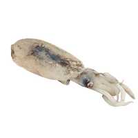Squid