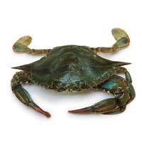 Soft shell crab