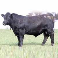Murrah bull