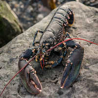 Lobster