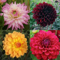 Natural Flowers