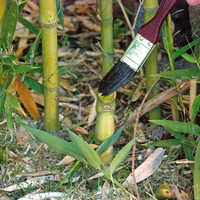 Sugarcane herbicide