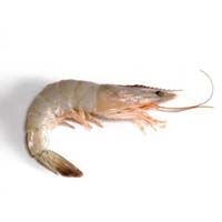 Vannamei prawn