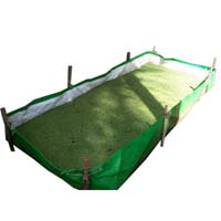Azolla bed