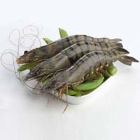 Frozen Vannamei Shrimp