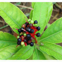 Rauwolfia serpentina