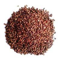 Karanja seeds