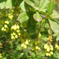 Berberis aristata