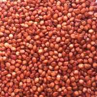 Fodder seeds