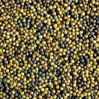 Canola Seed
