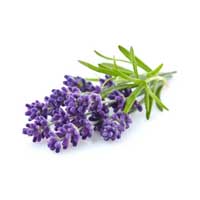 Lavender hydrosol