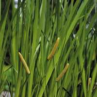 Acorus calamus