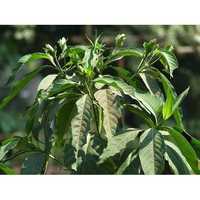 Adhatoda vasica