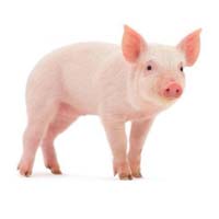 Piglets