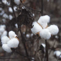 Cotton