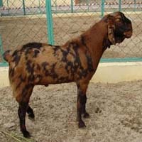Sirohi goats