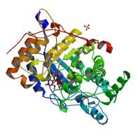 Beta amylase