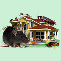 Rodent control services