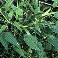 Rubia cordifolia