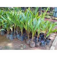 Coconut Plants