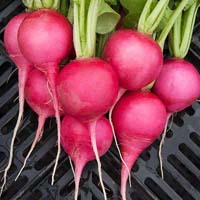Organic radish