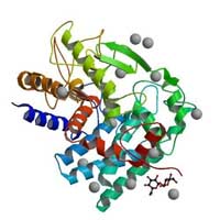 Beta glucanase