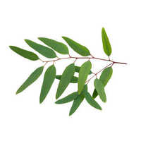 Eucalyptus leaves