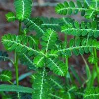 Phyllanthus amarus